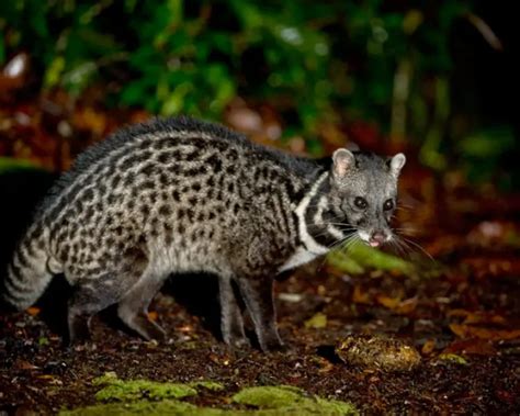 Malayan Civet - Facts, Diet, Habitat & Pictures on Animalia.bio