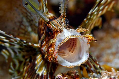 Lionfish Grow Into Hungry Atlantic Predators After Florida Release ...