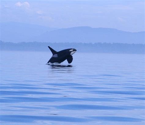 Puget Sound orcas on the rise