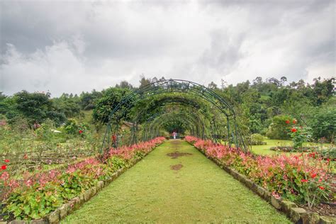 Kebun Mawar Situhapa, Garut - PergiDulu.com