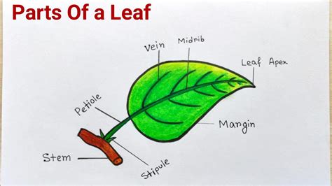 Parts of a Leaf drawing easy|How to draw different parts of leaf|Parts of leaf drawing step by ...