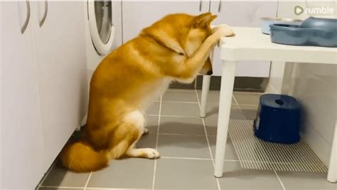 Praying Dog Gives A Word Of Thanks Before His Meals In This Graceful ...