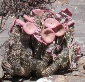 Hoodia gordonii | PlantZAfrica