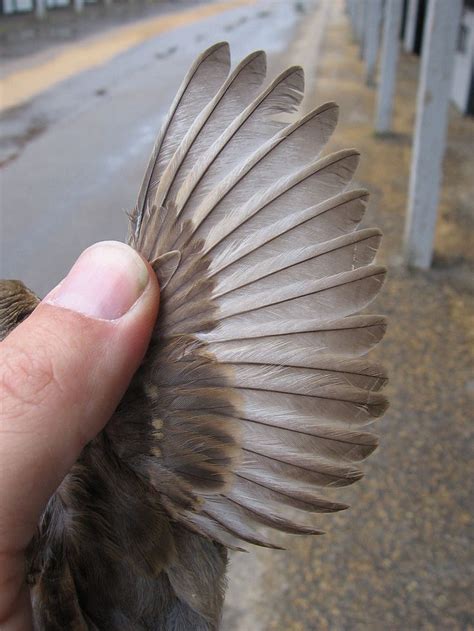 Partially leucistic primaries - Category:Leucism in birds - Wikimedia ...