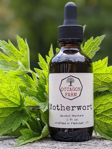 Motherwort Tincture alcohol extract natural herbal supplement | Etsy