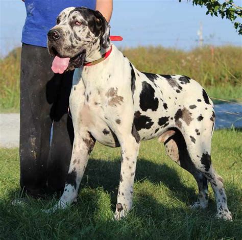 European Great Dane Puppies For Sale | PETSIDI