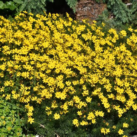 Zagreb Coreopsis | Platt Hill Nursery