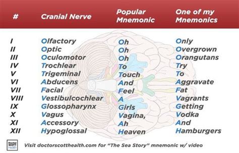 Cranial Nerves Flashcards | Quizlet