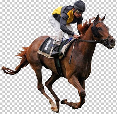 Thoroughbred Horse Racing Jockey PNG, Clipart, Animals, Bit, Bridle ...