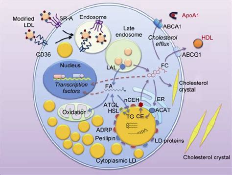 Protein Function In Homeostasis