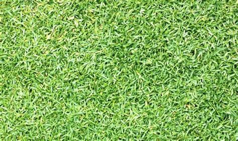 Zoysia Grass Weed Control: Complete Guide