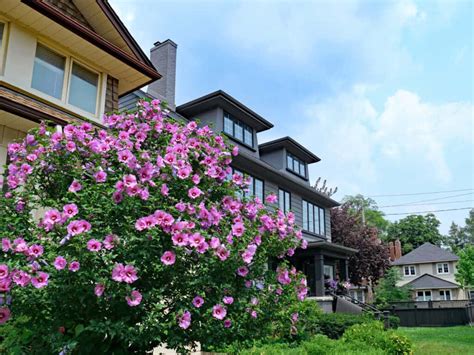 Rose Of Sharon vs. Hardy Hibiscus - A-Z Animals