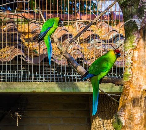 Two Horned Parakeets Sitting on a Tree Branch in the Aviary, Parrots from New Caledonia ...