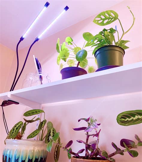 An Easy Guide to Natural Light for Indoor Plants | Sprouts and Stems