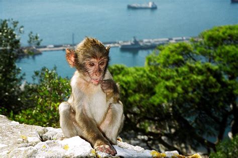 Free Gibraltar Apes Stock Photo - FreeImages.com