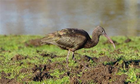 glossy ibis | BirdForum