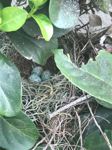 Found a new mockingbird nest in one of my shrubs about a week ago. Now there are eggs in it! : r ...