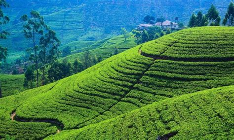 From the Hills of Sri Lanka to Your Cup: Discovering the Fascinating Journey of Ceylon Tea | by ...