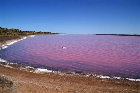 Lake Hillier, pink lake in Australia. I want to swim in this! Lake ...