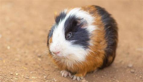 Where Do Guinea Pigs Live in the Wild? 8 Interesting Facts About Wild ...