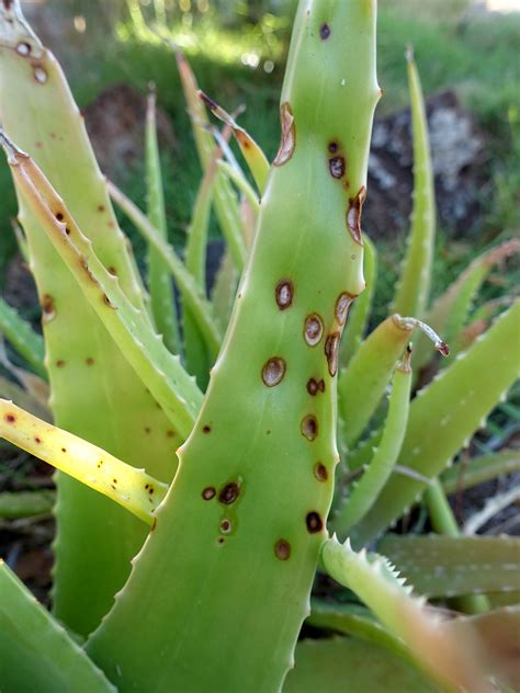 Flickriver: Photoset 'Aloe vera: Anthracnose' by Plant pests and diseases