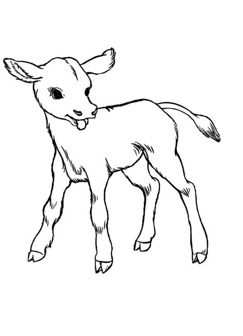 Baby Cows Coloring Pages : Kids Play Color