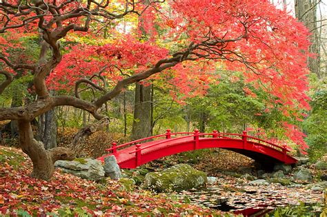 HD wallpaper: Maple trees, Autumn, 4K, Japanese Garden | Wallpaper Flare