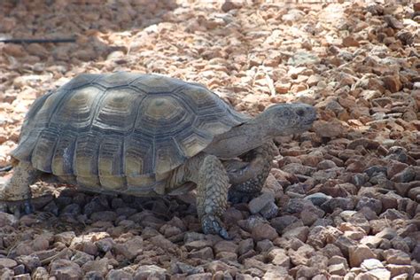 Mojave Desert Tortoise, Mojave Max | The U. S. Fish and Wild… | Flickr