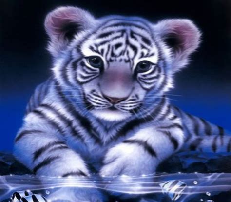 Baby White Tigers In Snow With Blue Eyes