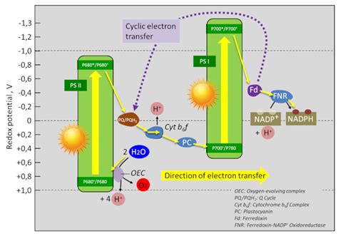 Z as photosynthesis - Encyclopedia of the Environment