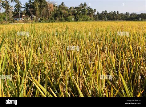 Paddy field Kerala India Stock Photo - Alamy