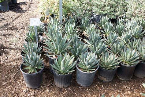 Agave Blue Glow — GDNC Nursery