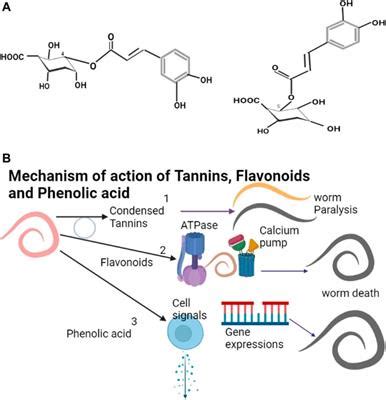 Frontiers | Emerging Anthelmintic Resistance in Poultry: Can Ethnopharmacological Approaches ...