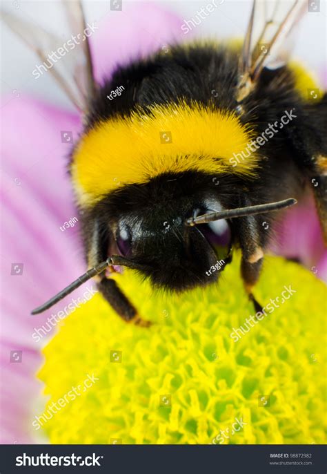 Bumblebee Pollination On Yellow Flower Vertical Stock Photo 98872982 - Shutterstock