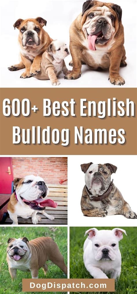 600+ Best English Bulldog Names (Updated 2022) - Dog Dispatch