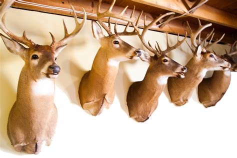 Taxidermy has become an Art Form - MidWest Outdoors