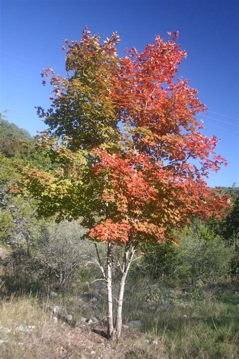 File:Bi-colored Maple Tree.jpg - Wikimedia Commons
