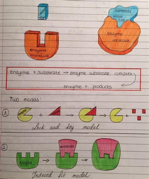 Enzymes diagram | Enzymes biology, Biology lessons, Biology notes