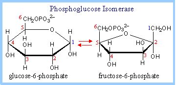 Glycolysis and Fermentation