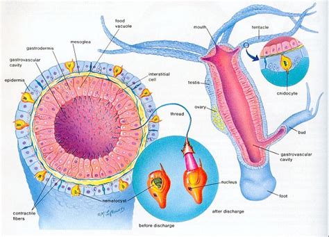 Biological Diversity 7