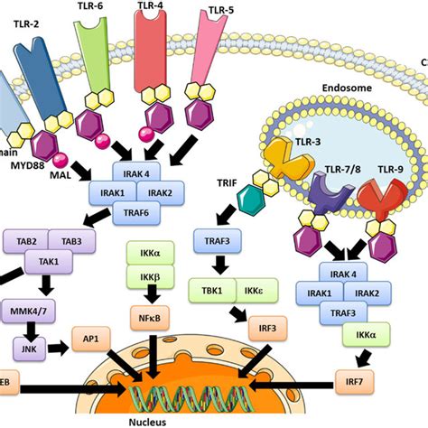 The TLR signaling pathway and modulation effector molecules. Depending... | Download Scientific ...