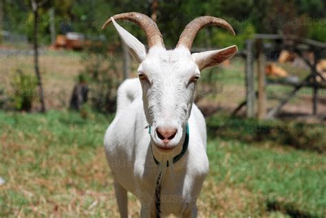 Image of Portrait of a white male goat with large horns - Austockphoto