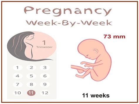 11 Weeks Pregnant: Symptoms and Baby Development