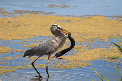 Orlando Wetlands Park is more than just another pretty place | News ...