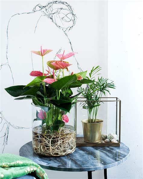 How to place an Anthurium houseplant in water: a DIY project