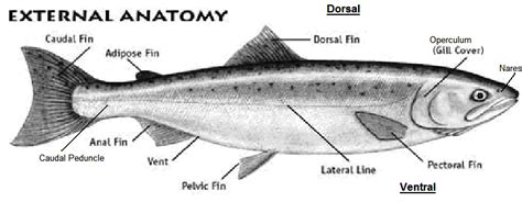 https://spsseg.org/wp-content/uploads/2012/02/external-salmon-anatomy1.bmp в 2021 г