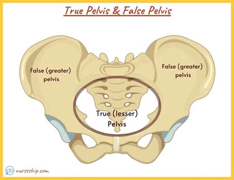 The Pelvic Girdle Structure Function Assessment, 56% OFF