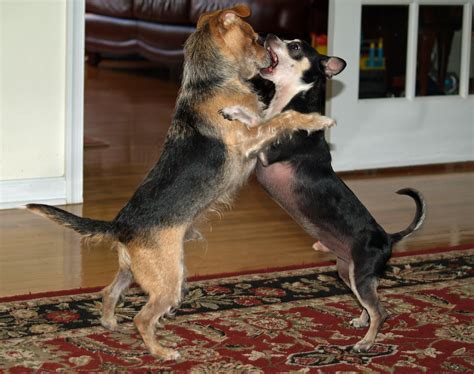 File:Dogs roughhousing by David Shankbone.jpg - Wikipedia