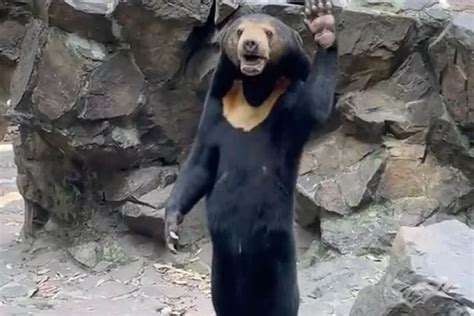 Captivating New Footage of China Sun Bear Unveiled - Heartland Magazine ...