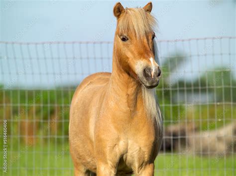 Shetland Pony Stock Photo | Adobe Stock